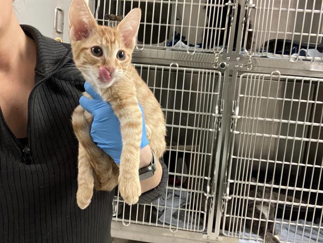 Shelter Stray Male Cat last seen Near BLOCK 32ND AVE S, KENT WA 98032 2888, 21615 64th Ave S, Kent, WA 98032, USA