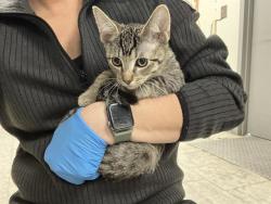 Shelter Stray Male Cat last seen Near BLOCK 32ND AVE S, KENT WA 98032 2888, 21615 64th Ave S, Kent, WA 98032, USA