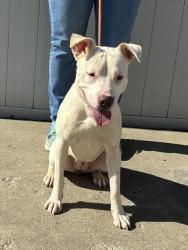 Shelter Stray Female Dog last seen Near BLOCK BASHFORD MANOR LN, 3528 Newburg Rd, Louisville, KY 40218, USA