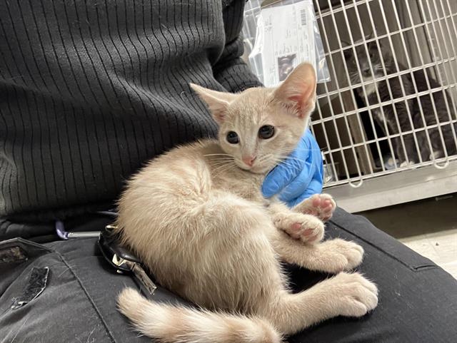 Shelter Stray Male Cat last seen Near BLOCK 32ND AVE S, KENT WA 98032 2888, 21615 64th Ave S, Kent, WA 98032, USA