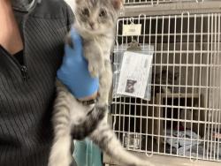 Shelter Stray Male Cat last seen Near BLOCK 32ND AVE S, KENT WA 98032 2888, 21615 64th Ave S, Kent, WA 98032, USA