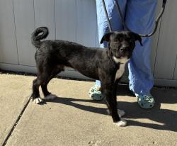 Shelter Stray Male Dog last seen Near BLOCK UPPER HUNTERS TRACE, 3528 Newburg Rd, Louisville, KY 40218, USA
