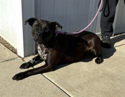 Shelter Stray Female Dog last seen Near BLOCK S 4TH ST, 3528 Newburg Rd, Louisville, KY 40218, USA
