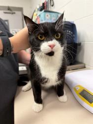 Shelter Stray Male Cat last seen OFALLON, 4850 Mid Rivers Mall Dr, St Peters, MO 63376, USA