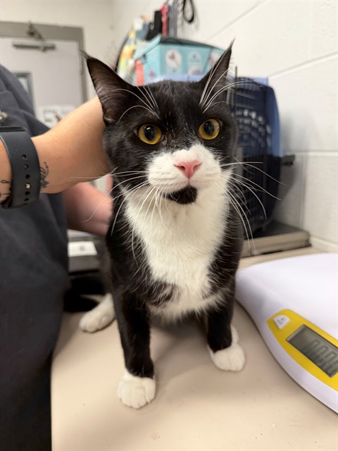 Shelter Stray Male Cat last seen OFALLON, 4850 Mid Rivers Mall Dr, St Peters, MO 63376, USA