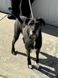 Shelter Stray Male Dog last seen Near BLOCK UNIVERSITY AVE, 3528 Newburg Rd, Louisville, KY 40218, USA