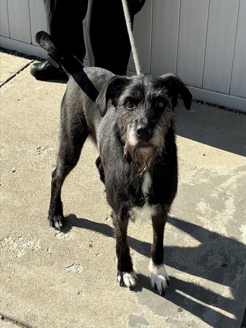 Shelter Stray Male Dog last seen Near BLOCK UNIVERSITY AVE, 3528 Newburg Rd, Louisville, KY 40218, USA
