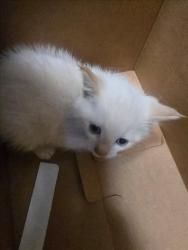 Shelter Stray Male Cat last seen Near BLOCK S SENECA ST, WICHITA KS 67217, 3303 N Hillside St, Wichita, KS 67219, USA