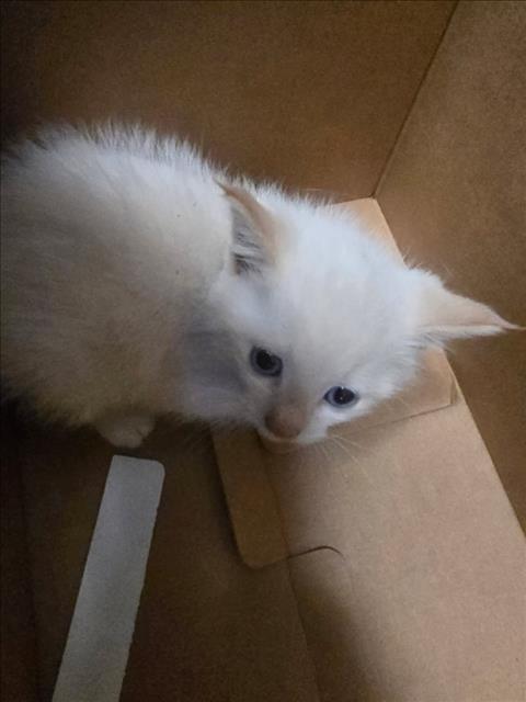 Shelter Stray Male Cat last seen Near BLOCK S SENECA ST, WICHITA KS 67217, 3303 N Hillside St, Wichita, KS 67219, USA