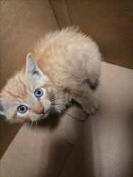 Shelter Stray Male Cat last seen Near BLOCK S SENECA ST, WICHITA KS 67217, 3303 N Hillside St, Wichita, KS 67219, USA