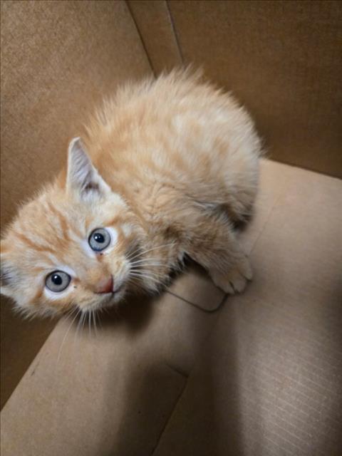 Shelter Stray Male Cat last seen Near BLOCK S SENECA ST, WICHITA KS 67217, 3303 N Hillside St, Wichita, KS 67219, USA