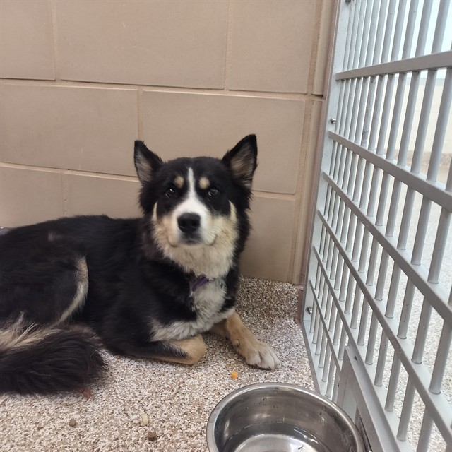 Shelter Stray Male Dog last seen Near BLOCK ALEXANDER CIR, PUEBLO CO 81001, 4600 Eagleridge Pl, Pueblo, CO 81008, USA