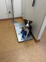 Shelter Stray Male Dog last seen BRADSHAW RD/ ECOLOGY LN, 95827, 3839 Bradshaw Rd, Sacramento, CA 95827, USA