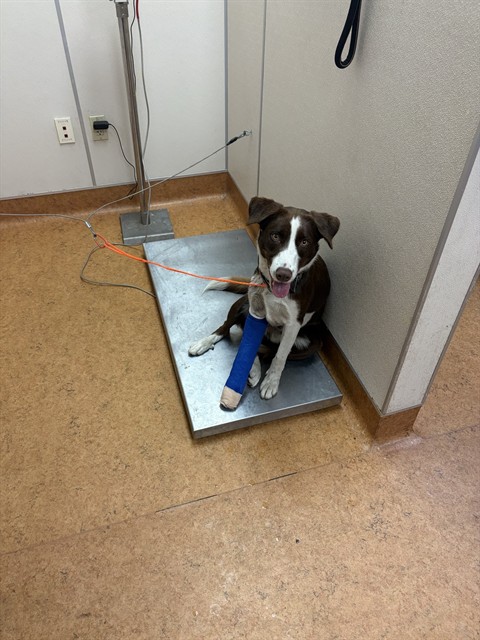 Shelter Stray Male Dog last seen BRADSHAW RD/ ECOLOGY LN, 95827, 3839 Bradshaw Rd, Sacramento, CA 95827, USA