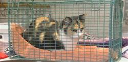 Shelter Stray Female Cat last seen ORANGE GROVE AVE/ WATT AVE, 95660, 3839 Bradshaw Rd, Sacramento, CA 95827, USA
