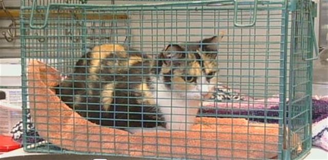 Shelter Stray Female Cat last seen ORANGE GROVE AVE/ WATT AVE, 95660, 3839 Bradshaw Rd, Sacramento, CA 95827, USA