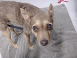 Shelter Stray Male Dog last seen GEARY X STEINER, 1419 Bryant St, San Francisco, CA 94103, USA
