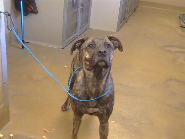 Shelter Stray Female Dog last seen FLORIN PERKINS RD/ FLORIN RD, 95828, 3839 Bradshaw Rd, Sacramento, CA 95827, USA