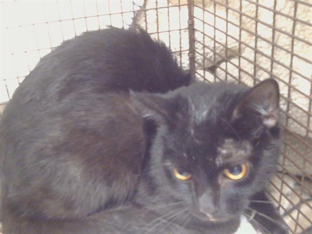 Shelter Stray Female Cat last seen ELK GROVE FLORIN RD/ CALVINE RD, 95829, 3839 Bradshaw Rd, Sacramento, CA 95827, USA
