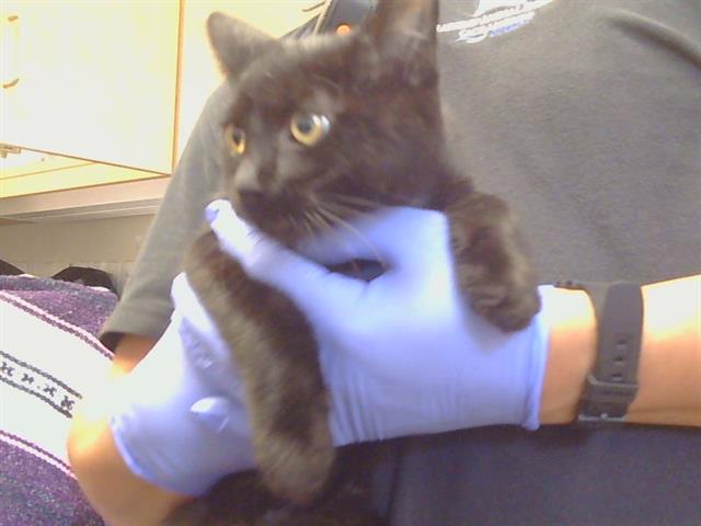 Shelter Stray Female Cat last seen ELK GROVE FLORIN RD/ CALVINE RD, 95829, 3839 Bradshaw Rd, Sacramento, CA 95827, USA
