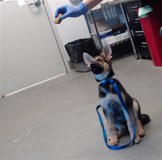 Shelter Stray Female Dog last seen DIAMOND / BOSWORTH, 1419 Bryant St, San Francisco, CA 94103, USA