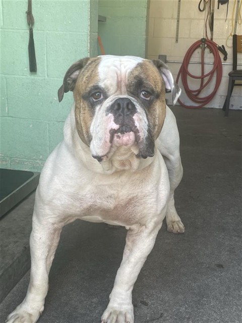 Shelter Stray Male Dog last seen 8TH AVE & 62ND ST, 2127 Front St, Sacramento, CA 95818, USA