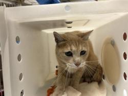 Shelter Stray Male Cat last seen 22ND ST/LLOYD ST, 3839 W Burnham St, West Milwaukee, WI 53215, USA