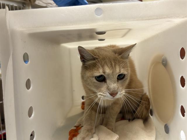 Shelter Stray Male Cat last seen 22ND ST/LLOYD ST, 3839 W Burnham St, West Milwaukee, WI 53215, USA