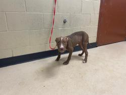 Shelter Stray Male Dog last seen Near BLOCK W HAMPTON AVE, 3839 W Burnham St, West Milwaukee, WI 53215, USA