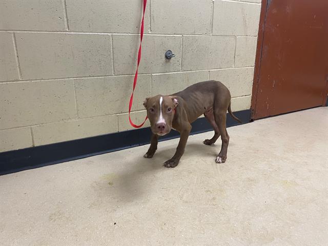 Shelter Stray Male Dog last seen Near BLOCK W HAMPTON AVE, 3839 W Burnham St, West Milwaukee, WI 53215, USA