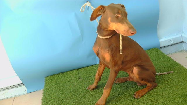 Shelter Stray Male Dog last seen , 216 W Victoria St, Gardena, CA 90248, USA