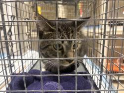 Shelter Stray Male Cat last seen Near BLOCK W APPLETON AVE, 3839 W Burnham St, West Milwaukee, WI 53215, USA