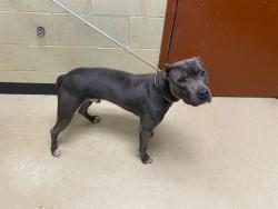 Shelter Stray Male Dog last seen Near BLOCK N 68TH ST, 3839 W Burnham St, West Milwaukee, WI 53215, USA