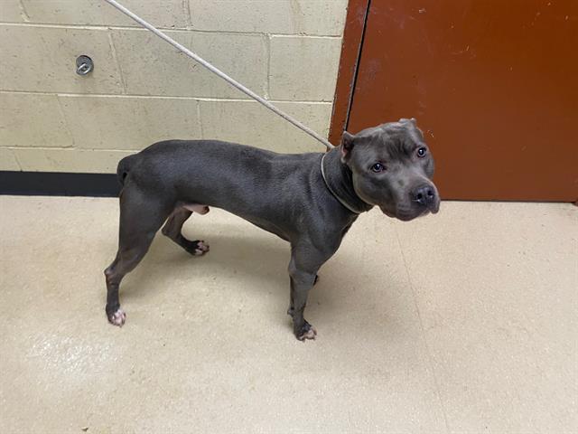 Shelter Stray Male Dog last seen Near BLOCK N 68TH ST, 3839 W Burnham St, West Milwaukee, WI 53215, USA