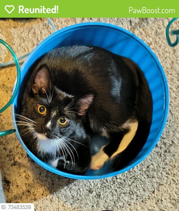 Reunited Male Cat last seen Annapolis and Bidwell St. Between Robert St and Smith Ave n West St Paul, MN, Saint Paul, MN 55118