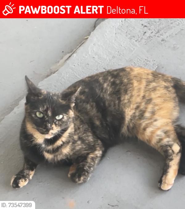 Lost Female Cat last seen Saxon Blvd & Providence Blvd, Deltona, FL 32725