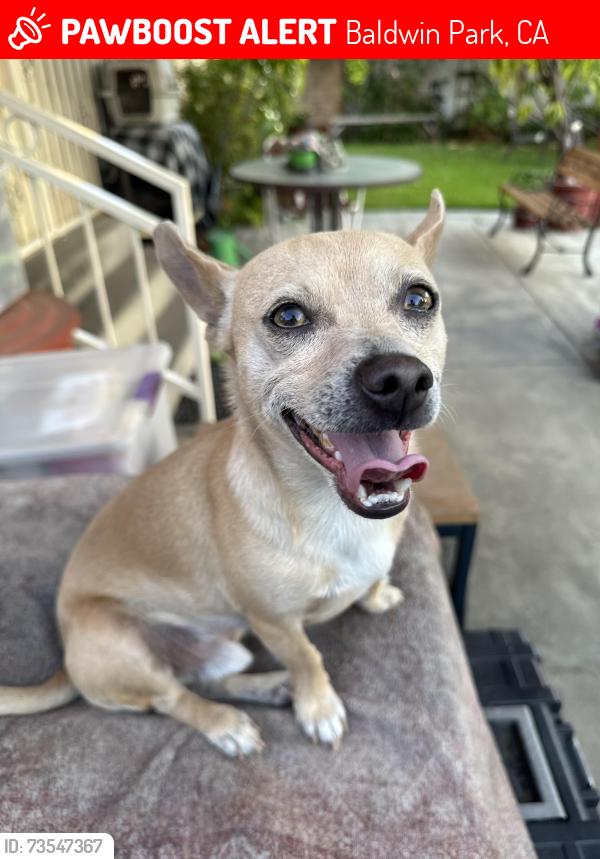 Lost Male Dog last seen Filhurst Ave and Palm, Baldwin Park, CA 91706
