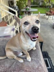 Lost Male Dog last seen Filhurst Ave and Palm, Baldwin Park, CA 91706