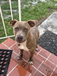 Found/Stray Male Dog last seen Near nw 121 street, North Miami, FL 33168
