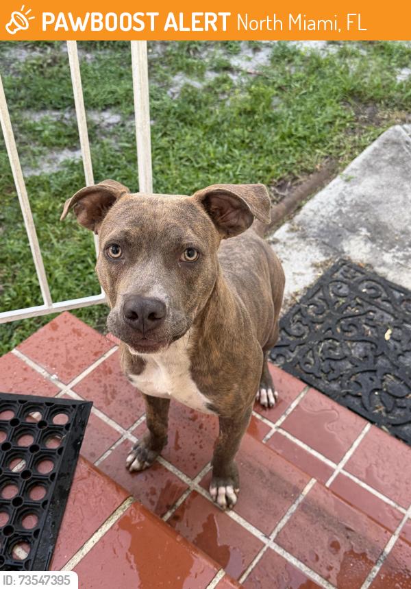 Found/Stray Male Dog last seen Near nw 121 street, North Miami, FL 33168
