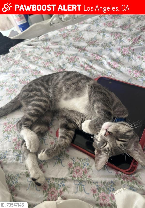 Lost Male Cat last seen figueroa and ave 44, last seen at shopping center in front of jack, Los Angeles, CA 90065