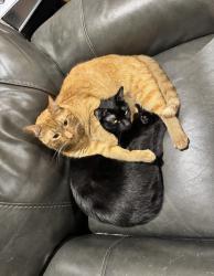 Reunited Male Cat last seen Near Mockingbird Ln, Aledo, TX 76008, USA, Aledo, TX 76008