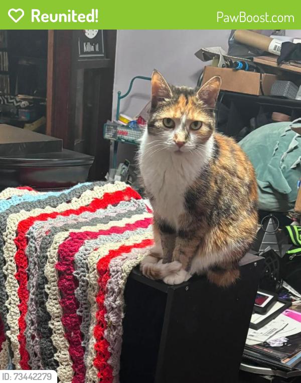 Reunited Female Cat last seen Madison and Memorial, by the old shut down Walgreens, Muncie, IN 47302