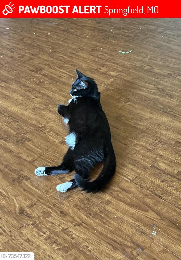 Lost Female Cat last seen W sexton st., Springfield, MO 65810