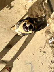 Reunited Female Dog last seen Karankawa circle near the schools, Fort Hood, TX 76544