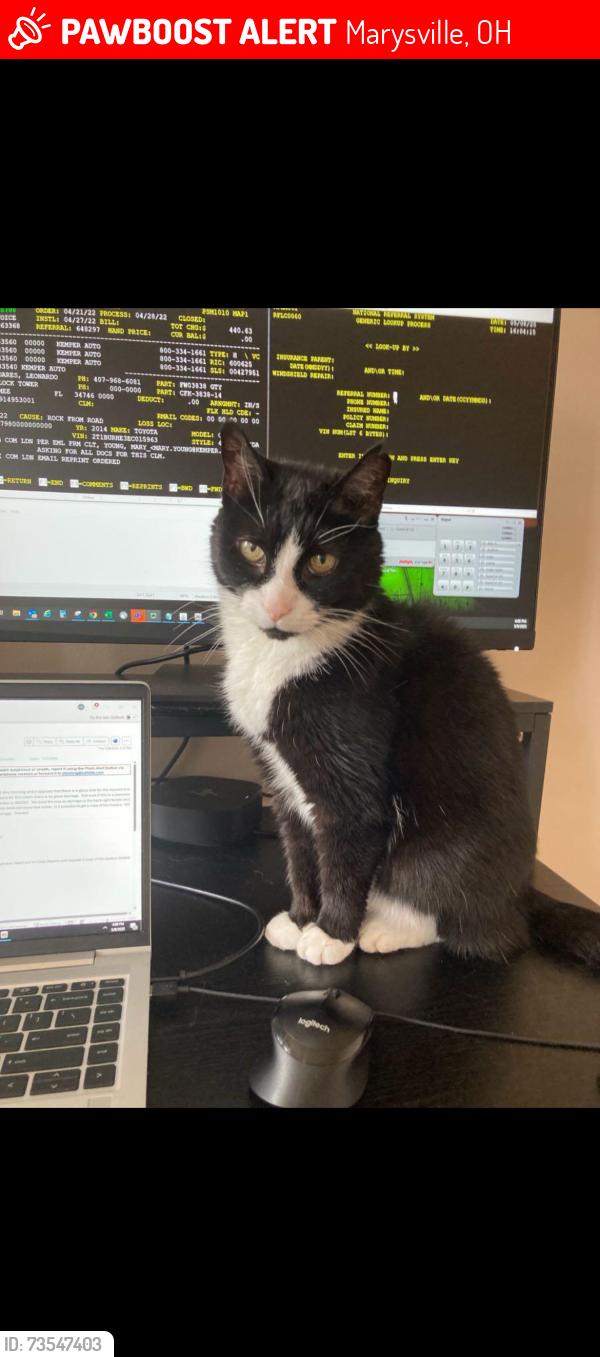 Lost Male Cat last seen Tarragon Dr and Bay Laurel dr, Marysville, OH 43040
