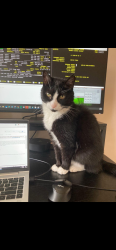 Lost Male Cat last seen Tarragon Dr and Bay Laurel dr, Marysville, OH 43040