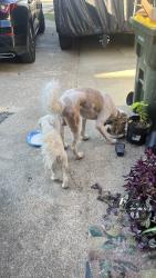 Found/Stray Male Dog last seen Booker T Washington High School, Conroe, TX 77301