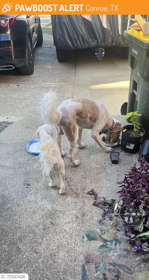 Found/Stray Male Dog last seen Booker T Washington High School, Conroe, TX 77301