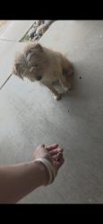 Found/Stray Male Dog last seen Algonquin & Bear Valley Rd, Apple Valley, CA 92308